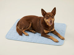 A Kelpie on the L mat