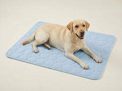 A Labrador on the XL mat